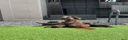 Miniature Dachshund dogs for sale: Miniature Long Haired Daschunds - Advert 9