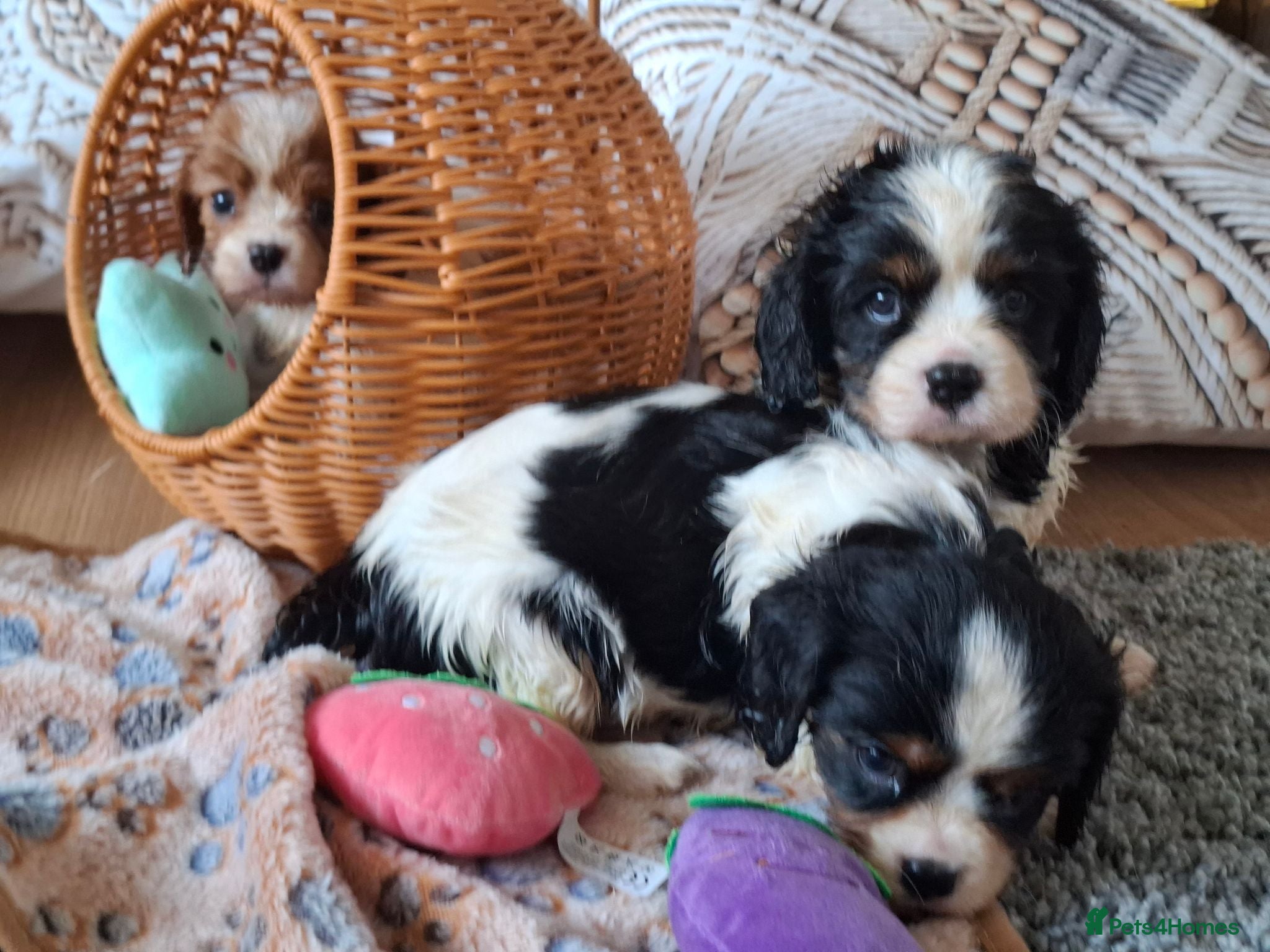 Cavalier King Charles Spaniel dogs 2 Tricolour Boys & 1 Blenheim Girl - Advert 1