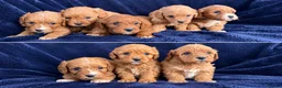 Cavapoo dogs for sale: F1 cavarpoos in Southampton - Advert 6
