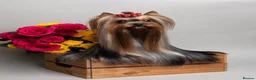 Yorkshire Terrier dogs for sale: Outstanding Show Quality RKC Registered Puppies - Advert 3