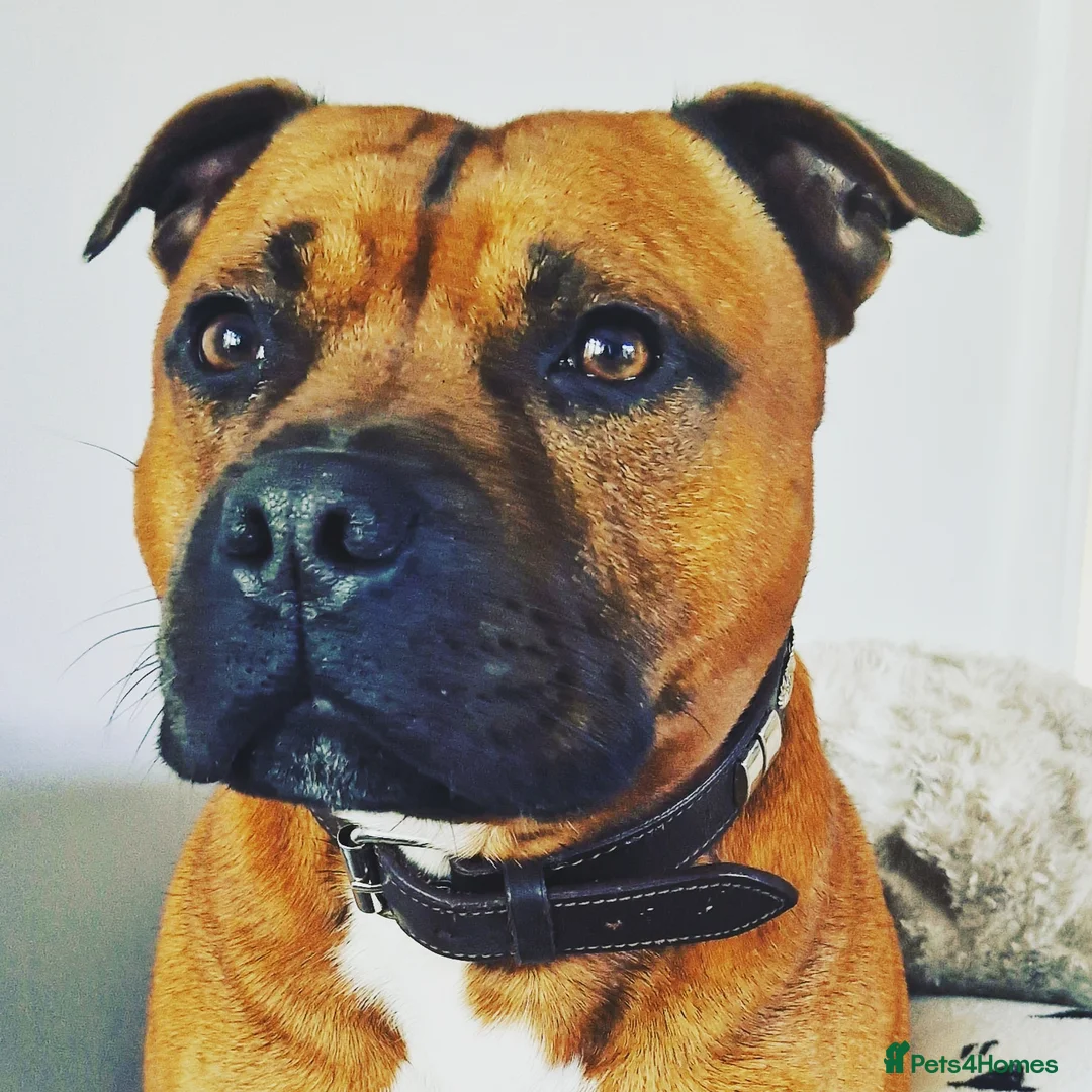 Staffordshire Bull Terrier dogs for stud: Staffordshire Bull Terrier Stud in Wolverhampton - Advert 17