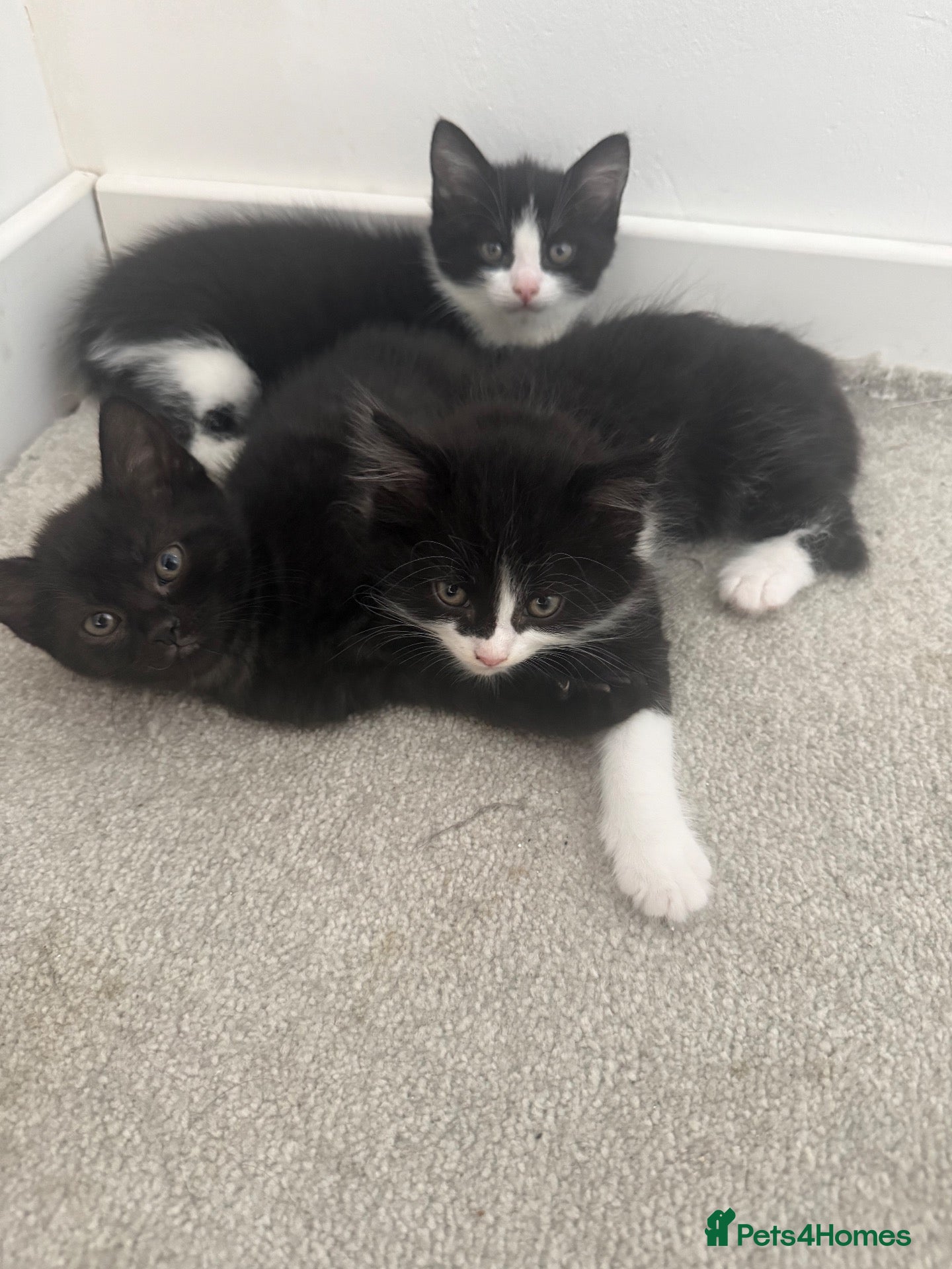 British Shorthair cats British shorthair mixed kittens looking for homes - Advert 2