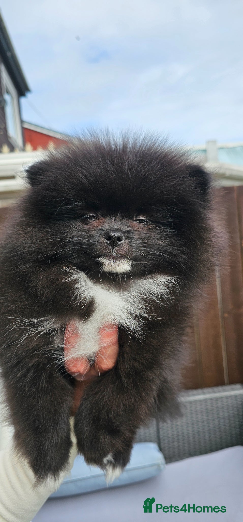 Pomeranian dogs Pomeranians - Advert 4