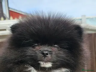 Pomeranian dogs Pomeranians - Advert 4