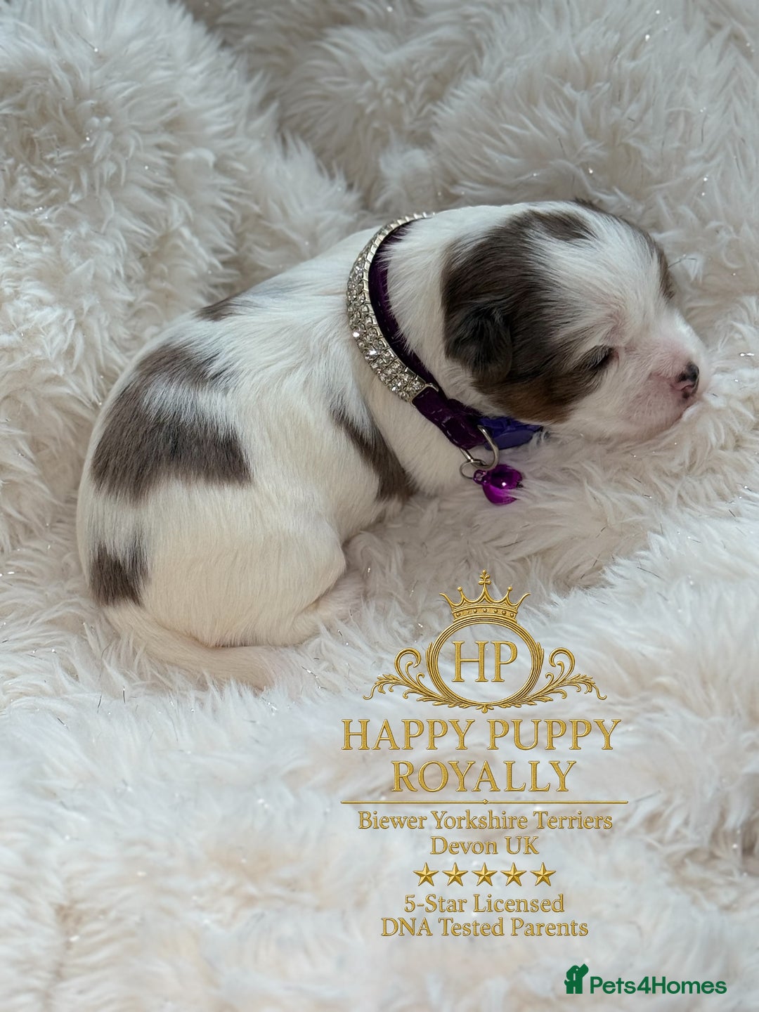 Biewer Terrier dogs for sale: BIEWER YORKIE PUPPIES 4 Available Licensed Breeder - Advert 17