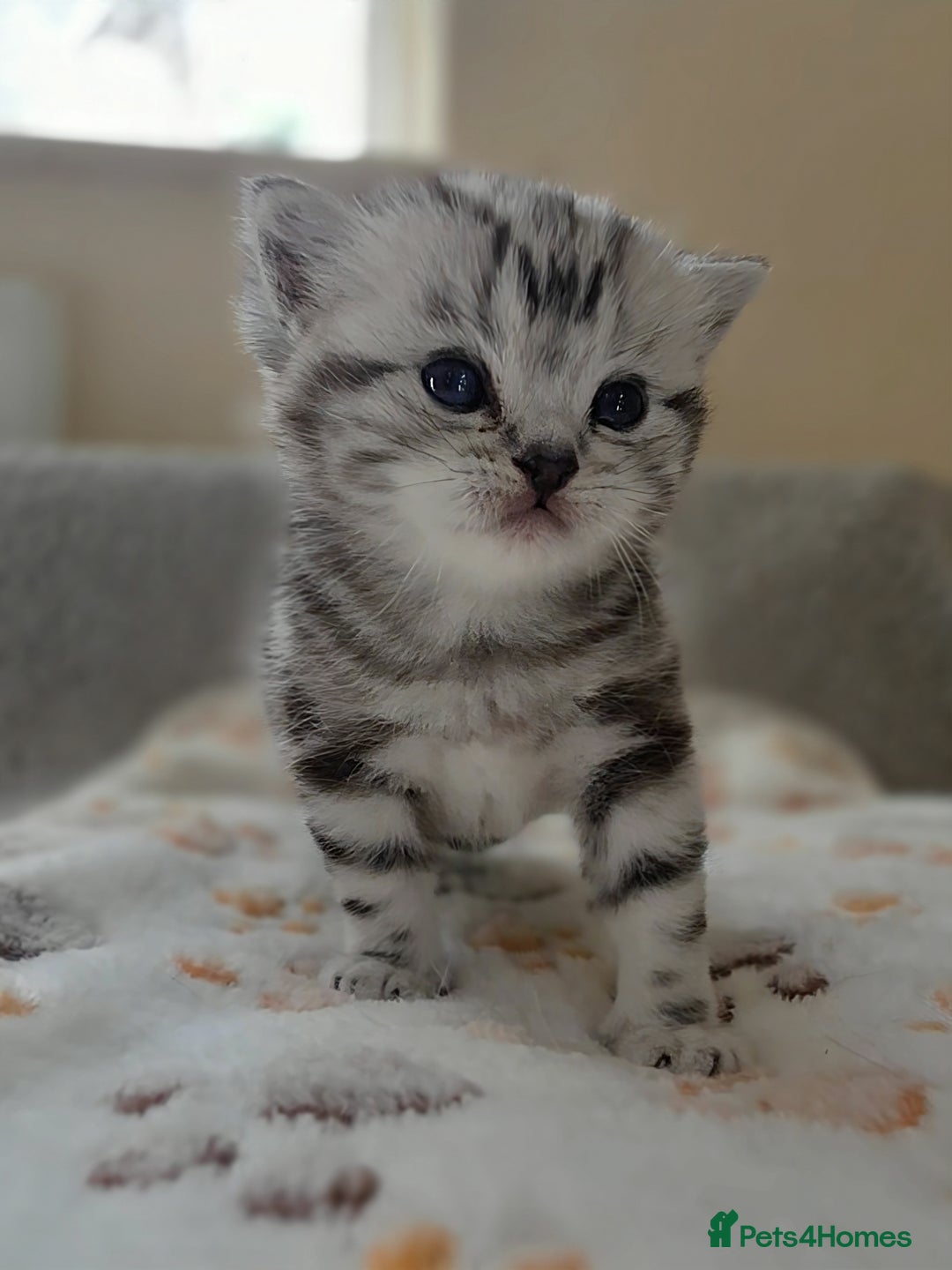 British Shorthair cats for sale: Silver Tabby kitten with his mother  - Image 18