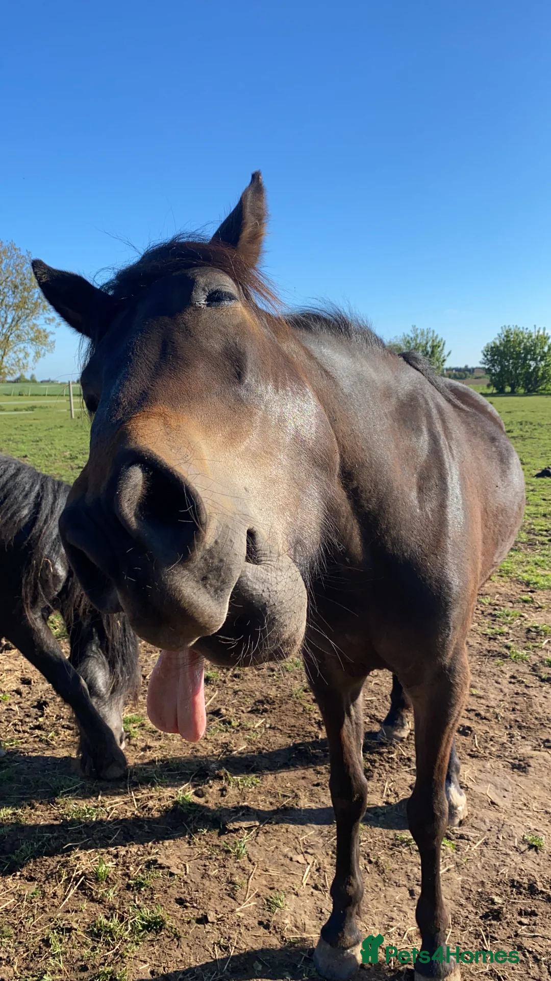 Other Breed horses for sale: Simba🧡 - Advert 4