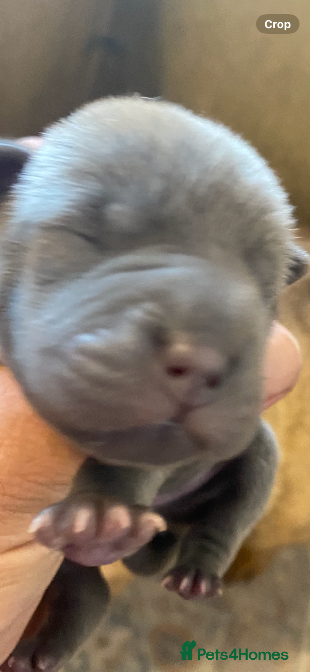 Shar Pei dogs for sale: Shar pei puppies - Image 7
