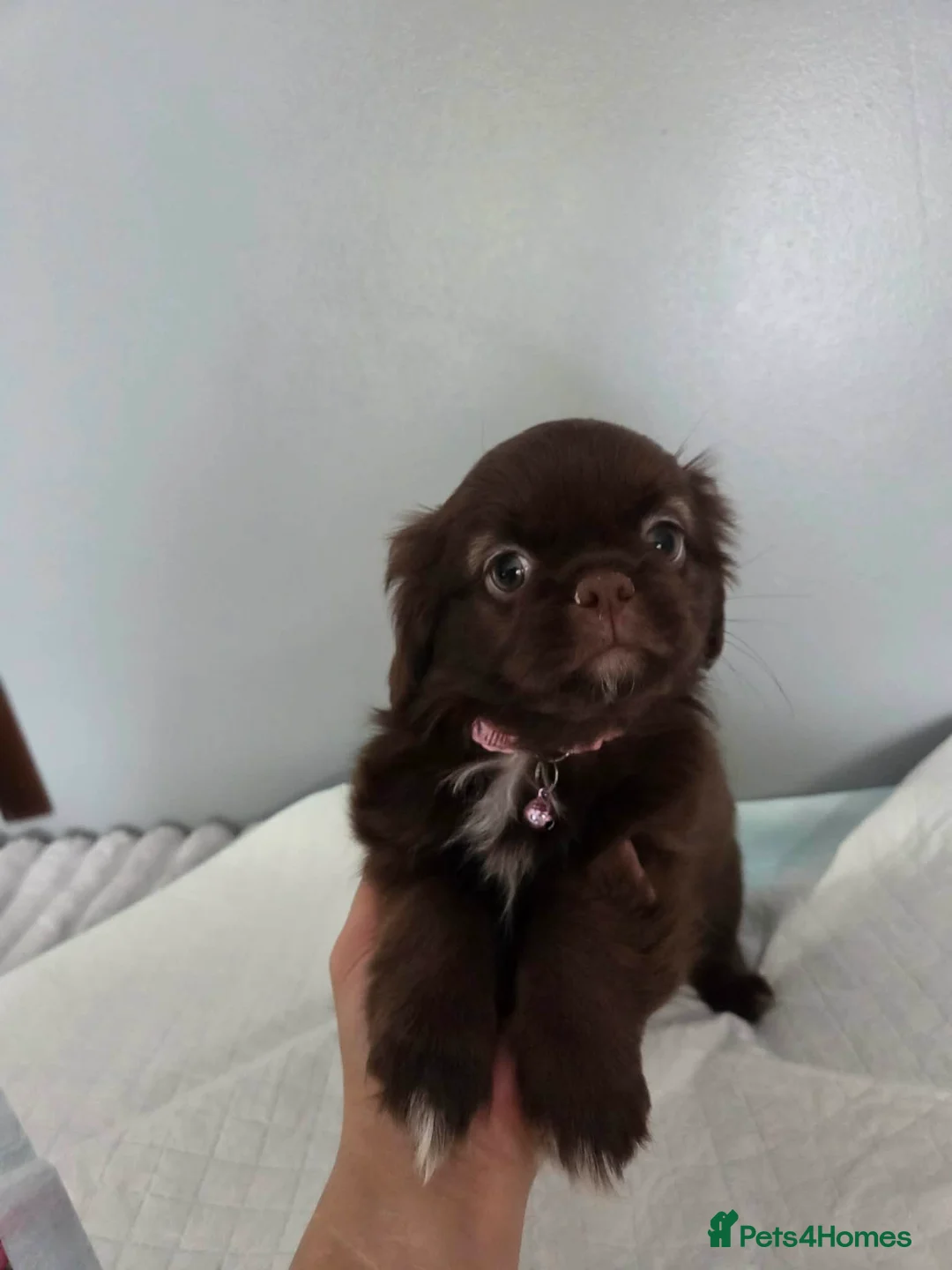 Shih Tzu dogs for sale: Beautiful shih tzu babies in Barnsley - Advert 27