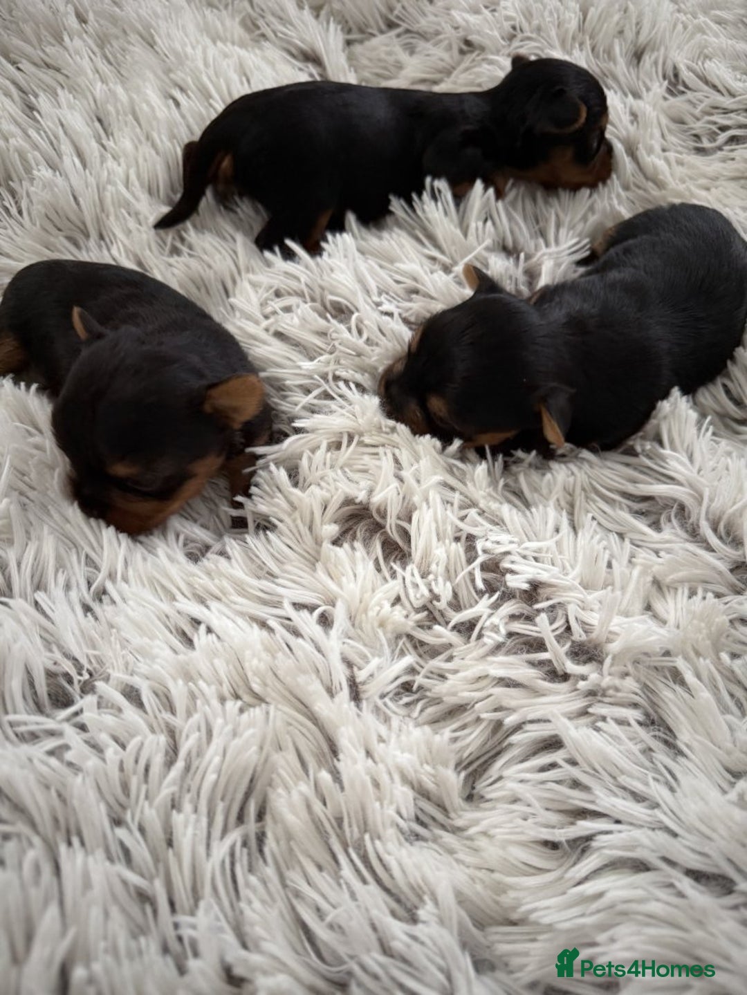 Yorkshire Terrier dogs for sale: Charming Male and Female Yorkshire Terriers - Image 3