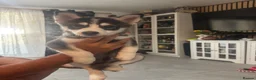 Pomsky dogs for sale: Price reduction Last boy F4 Pomsky  - Advert 3