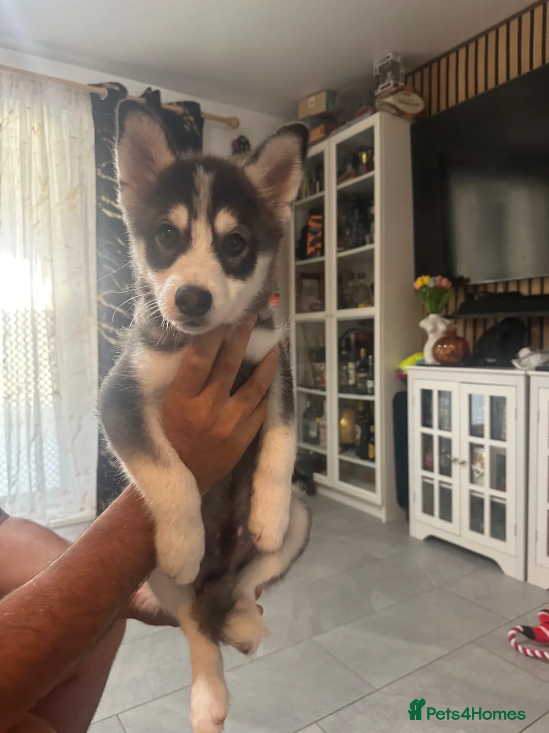 Pomsky dogs for sale: Last boy F4 Pomsky  - Advert 2