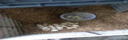 Ducks poultry for sale: Welsh Harlequin Or Khaki Campbell Hatching Eggs  in Manchester - Advert 2