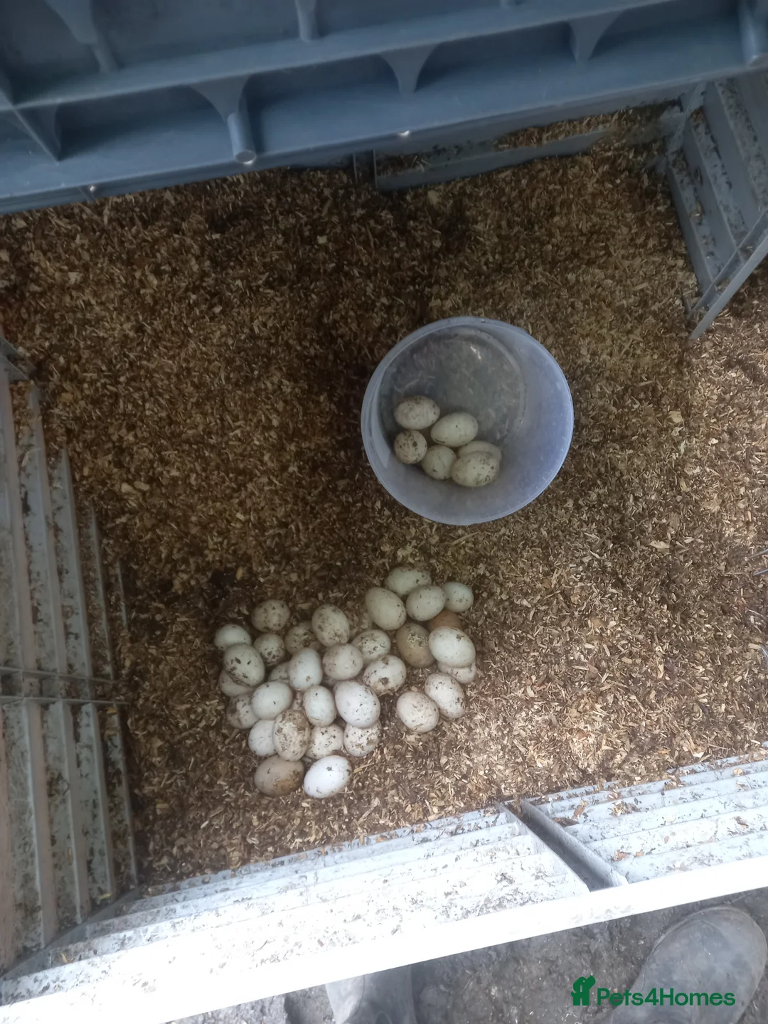 Ducks poultry for sale: Welsh Harlequin Or Khaki Campbell Hatching Eggs  in Manchester - Advert 2