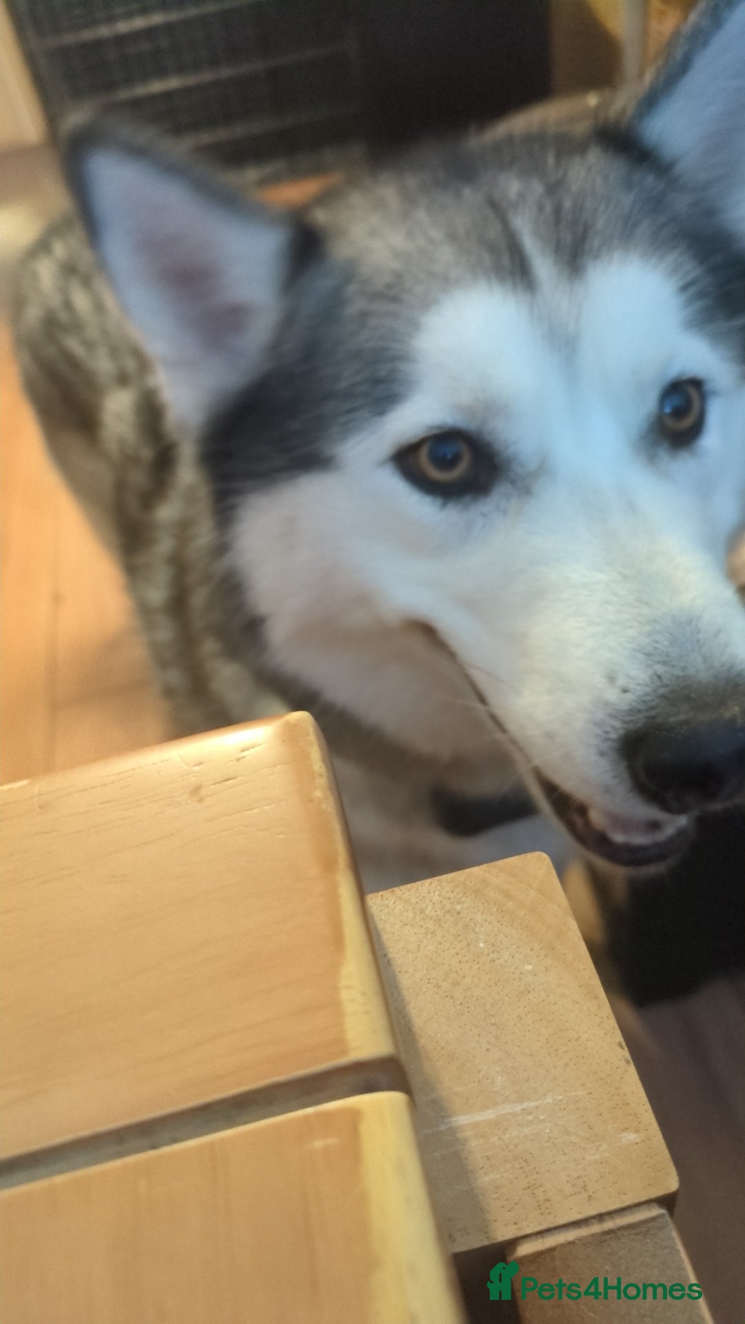 Siberian Husky dogs for sale: Beautiful and loving Siberian husky - Advert 3