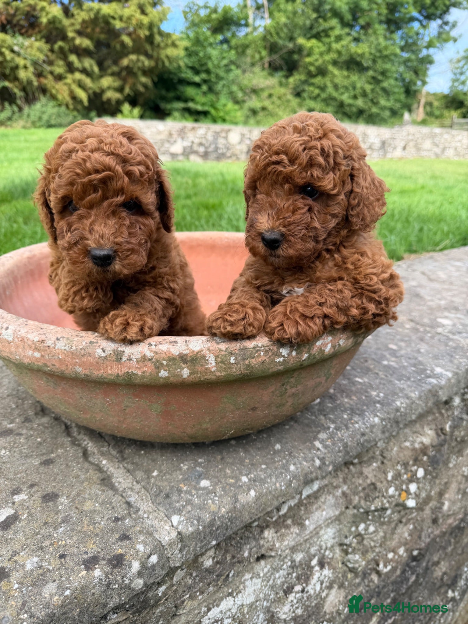 Poodle dogs Miniature homebred  red poodle pups male  - Advert 2