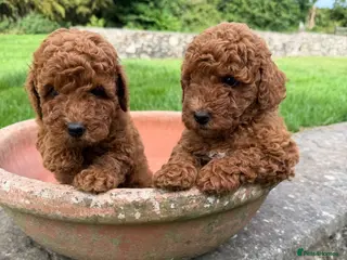 Poodle dogs Miniature homebred red poodle pups male - Advert 2