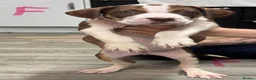 Mixed Breed dogs for sale: American bulldog x Presa canario puppy’s  in Birmingham - Advert 13