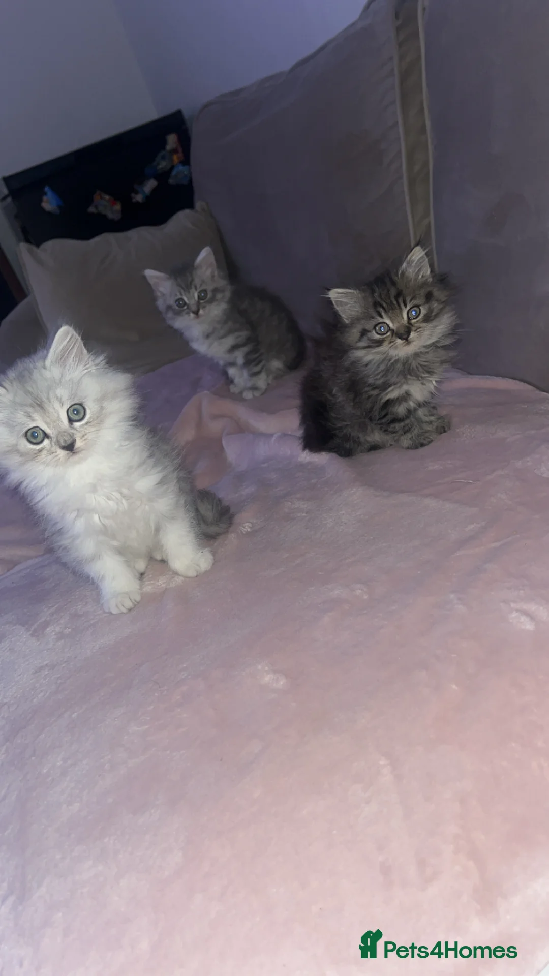 British Longhair cats for sale: British long hair kittens  - Advert 3