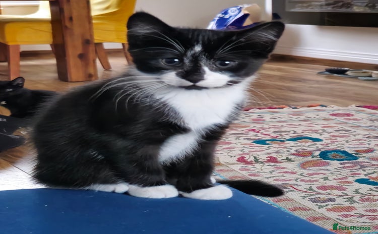 Mixed Breed cats - Advert 1