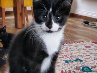 Mixed Breed cats - Advert 31