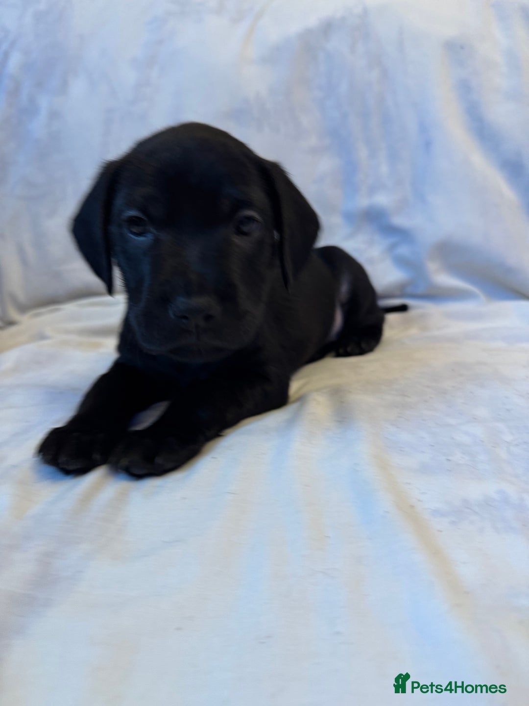 Mixed Breed dogs for sale: Mixed bread cavapoo-staff/sharpie - Advert 9