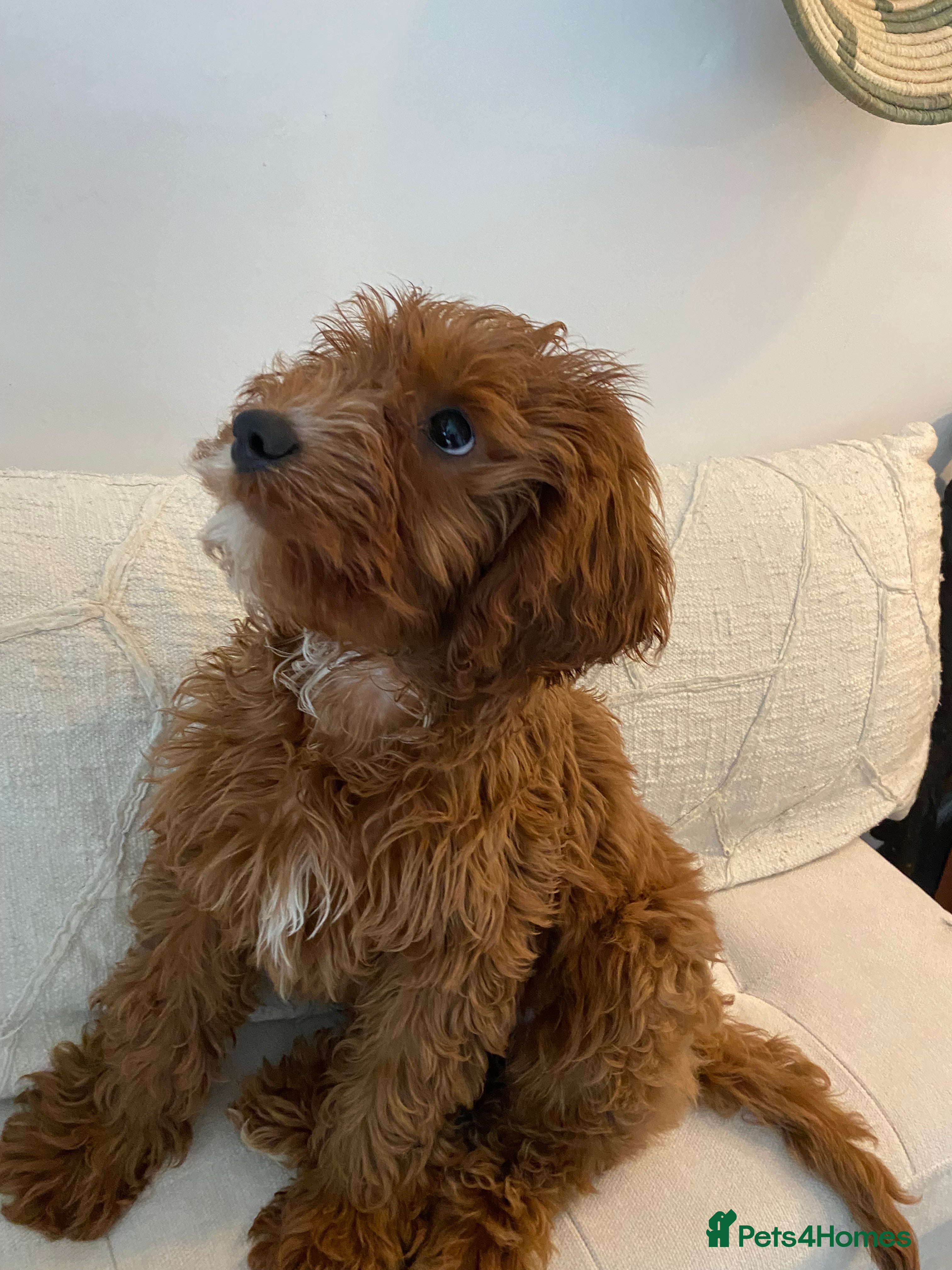 Cavapoo dogs F1 Cavapoo - Advert 17