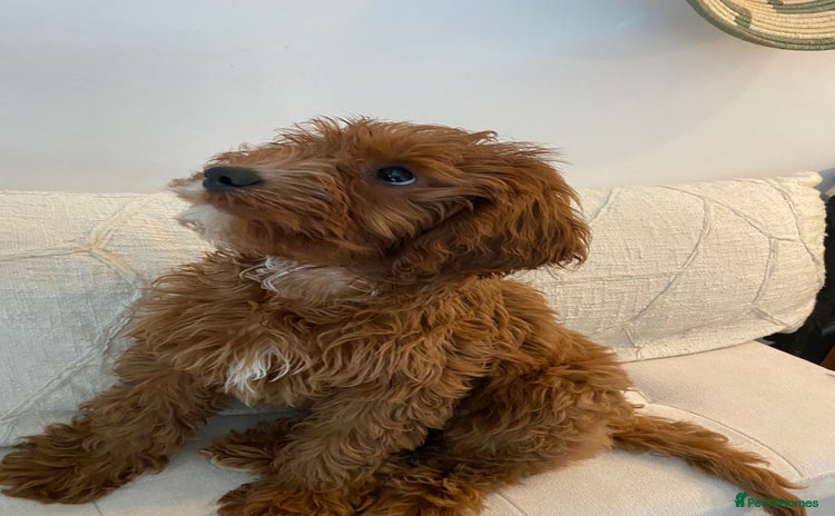 Cavapoo dogs - Advert 1