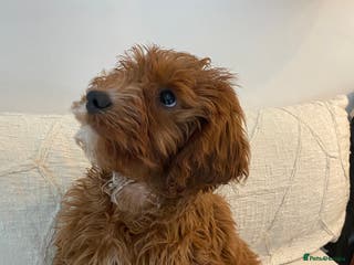 Cavapoo dogs F1 Cavapoo - Advert 16