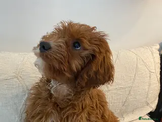 Cavapoo dogs F1 Cavapoo - Advert 16