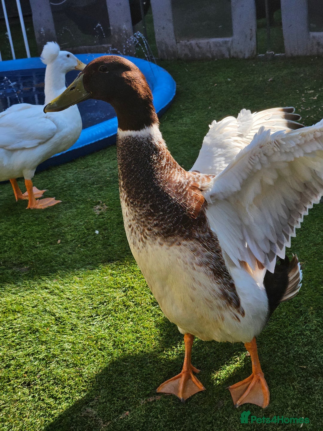 Ducks poultry for sale: Welsh harlequin drake - Image 3