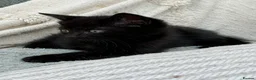 Mixed Breed cats for sale: *just one chunky boy still available to reserve*  - Advert 4