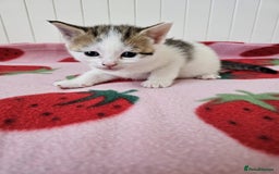 Mixed Breed cats for sale: Two beautiful litters of kittens😻🐱😹 - Image 16
