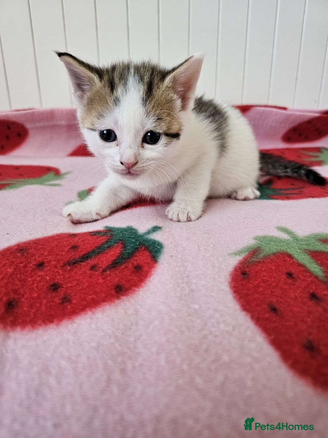 Mixed Breed cats for sale: Two beautiful litters of kittens😻🐱😹 - Image 16