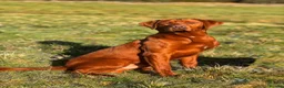 Labrador Retriever dogs for sale: Expressions of Interest - Fox Red Labrador Puppies in Chester - Advert 2