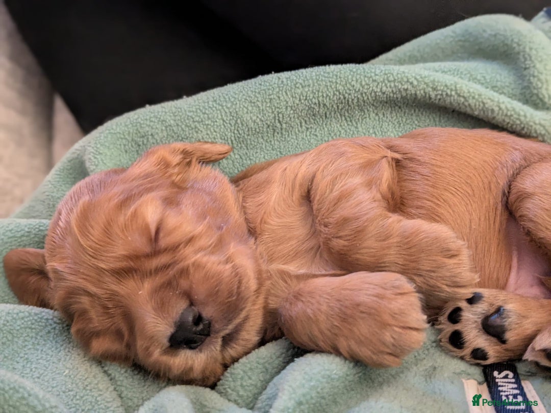 Cocker Spaniel dogs for sale: KC show cocker spaniel puppies  - Advert 8