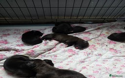 Mixed Breed dogs for sale: Corso x  - Image 3