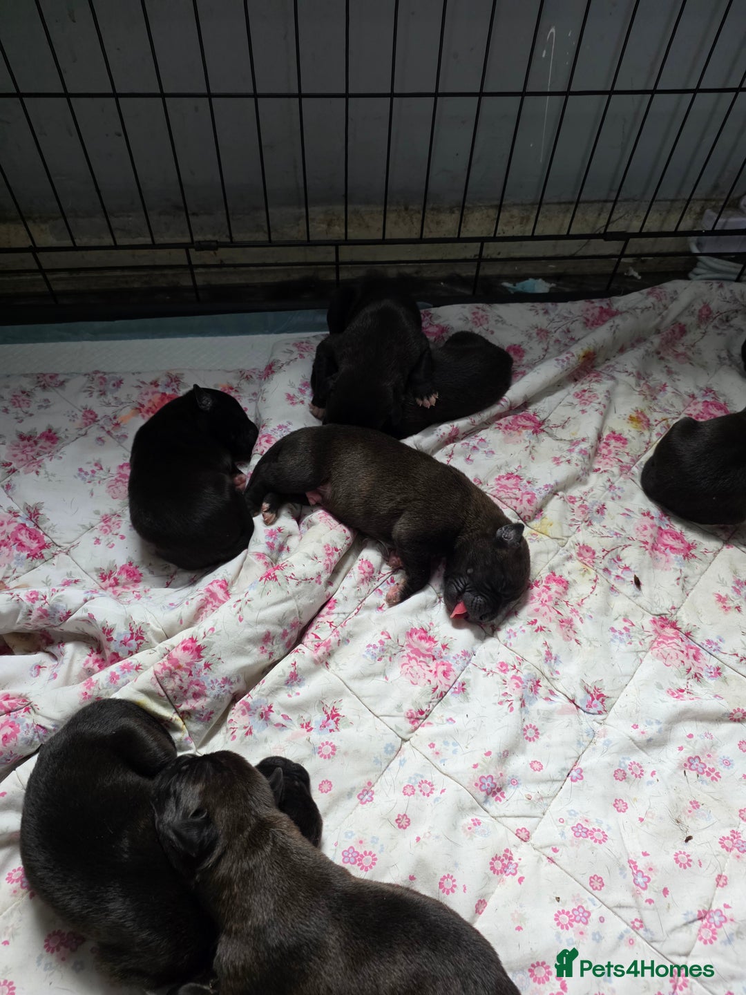 Mixed Breed dogs for sale: Corso x  - Image 3
