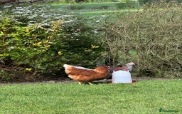 Chickens poultry for sale: 5 Laying Hens Free - Image 7