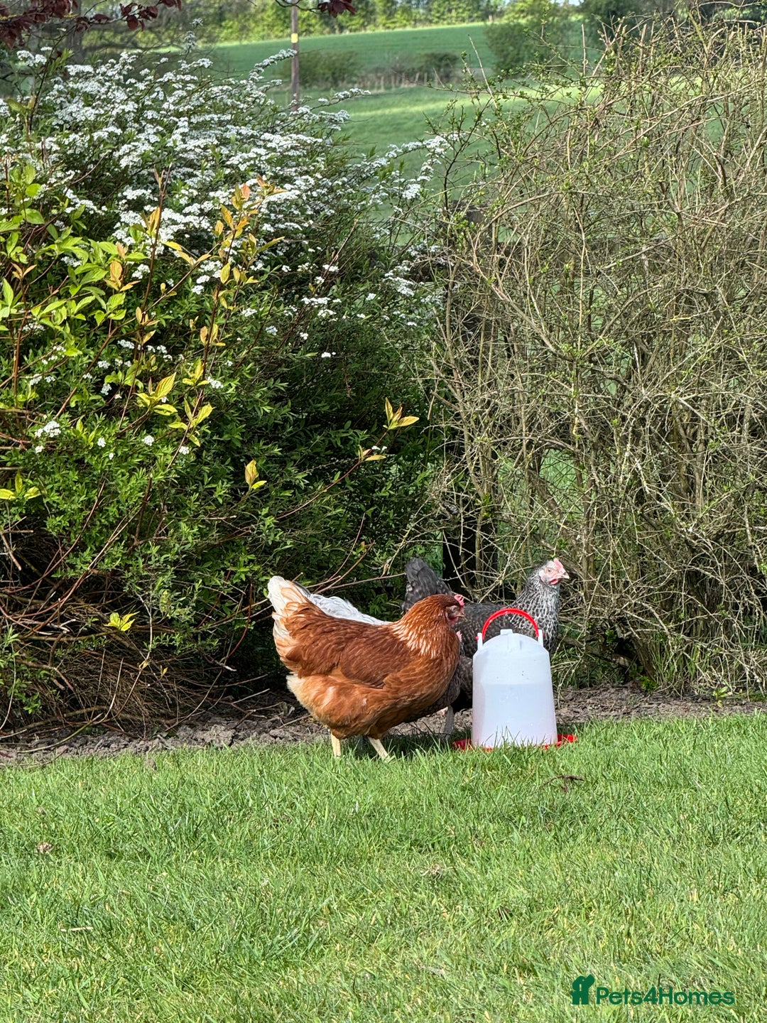 Chickens poultry for sale: 5 Laying Hens Free - Image 7