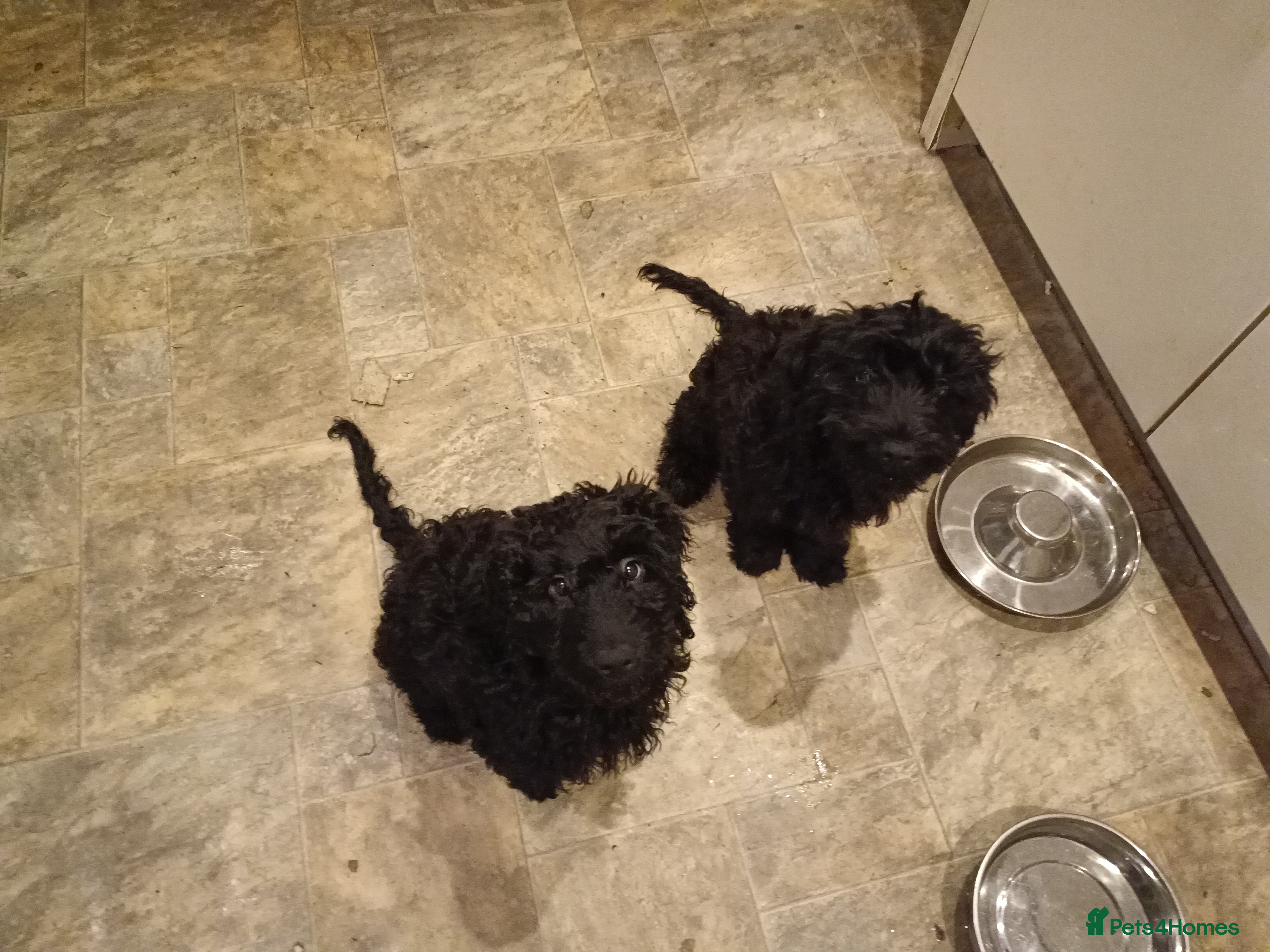 Mixed Breed dogs Last beautiful curly cockerpoo - Advert 5