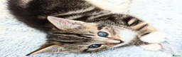 Mixed Breed cats for sale: Need Sale ASAP 3 Kittens & 2 Cats Available  in Gloucester - Advert 27