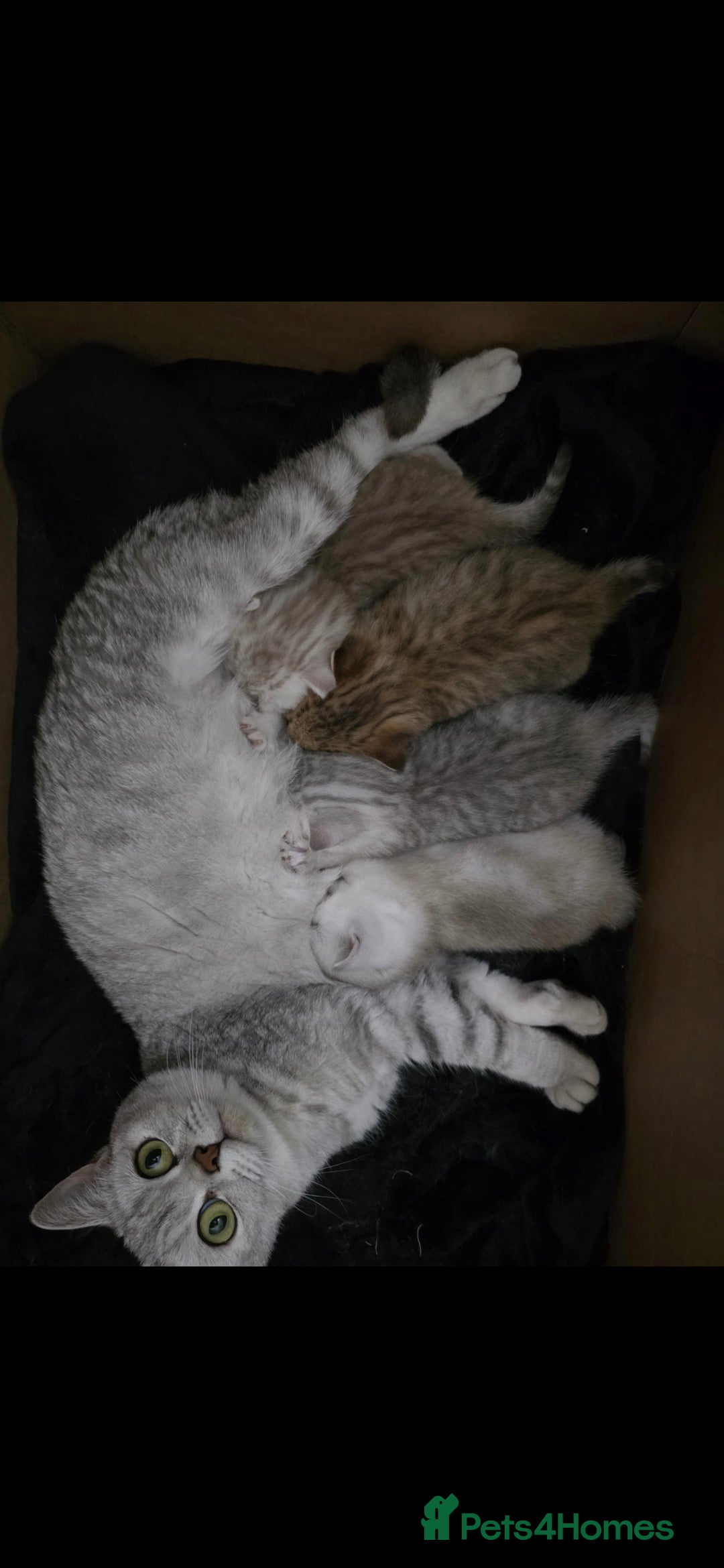 British Shorthair cats for sale: Pedigree British Short-hair kittens  - Image 21