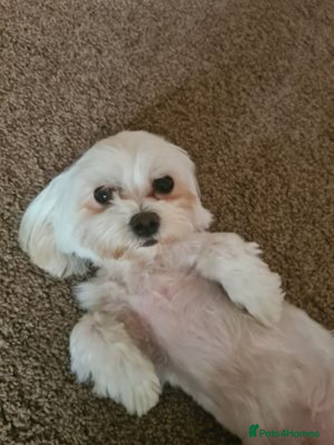 Maltese dogs for sale: Pretty Maltese - Advert 4