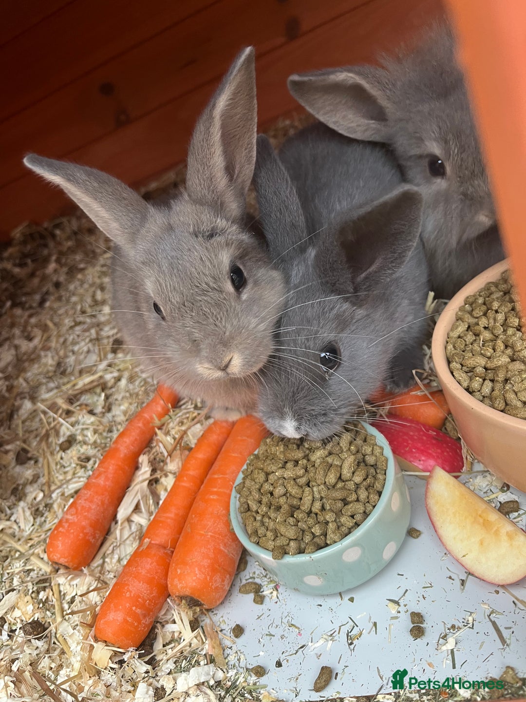 Mini Lop rabbits for sale: A Mix of Mini lop and Mini Lion Lop - Advert 33