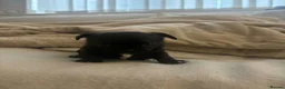 Chihuahua dogs for sale: 3 beautiful chihuahua puppies  - Advert 11