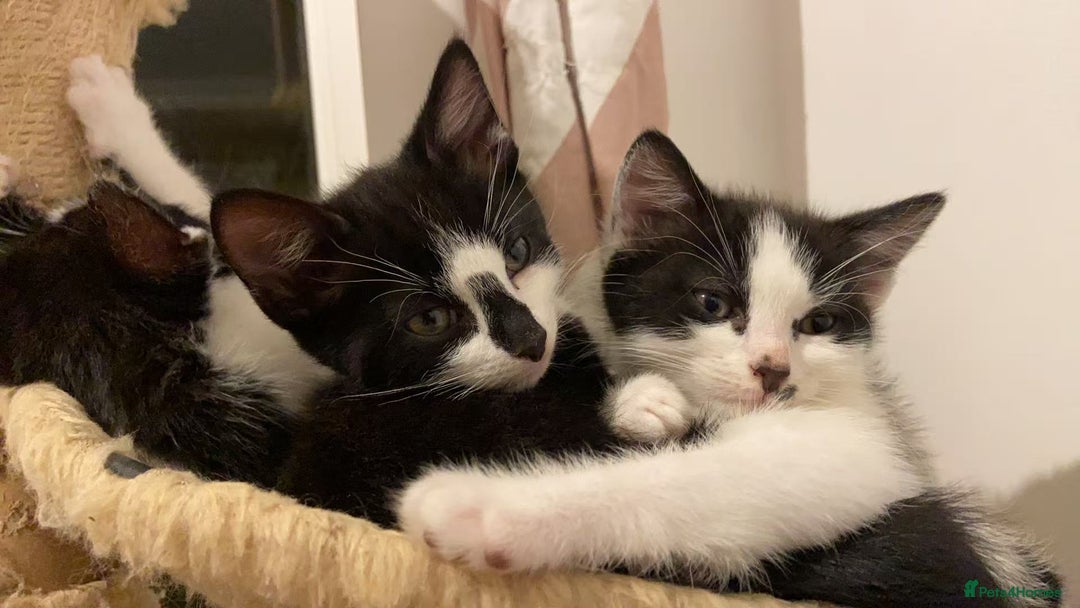 Mixed Breed cats for sale: Cute kittens and mom looking for a good home - Advert 4