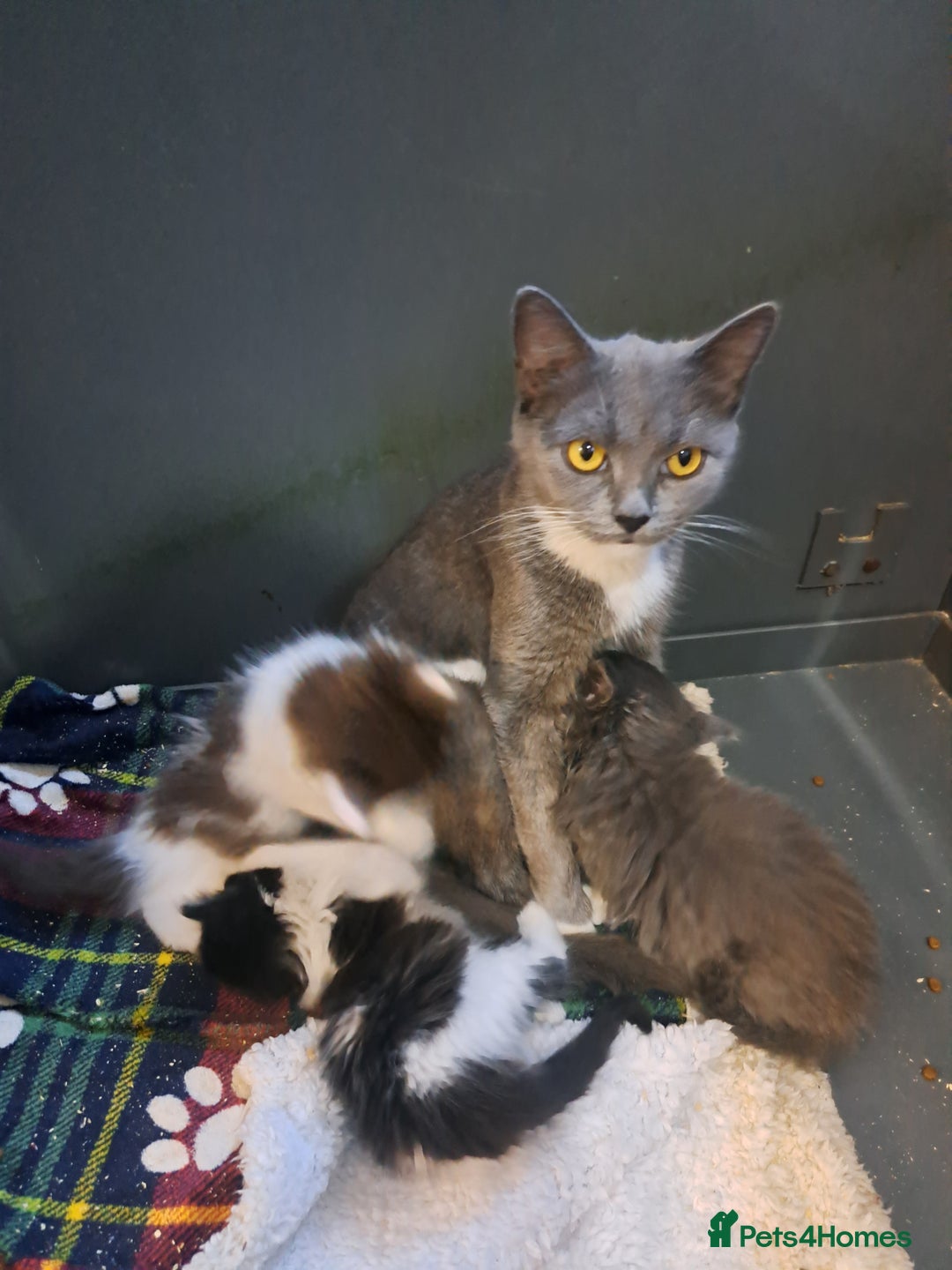 Ragdoll cats for sale: Ragdoll cross kittens - Advert 4