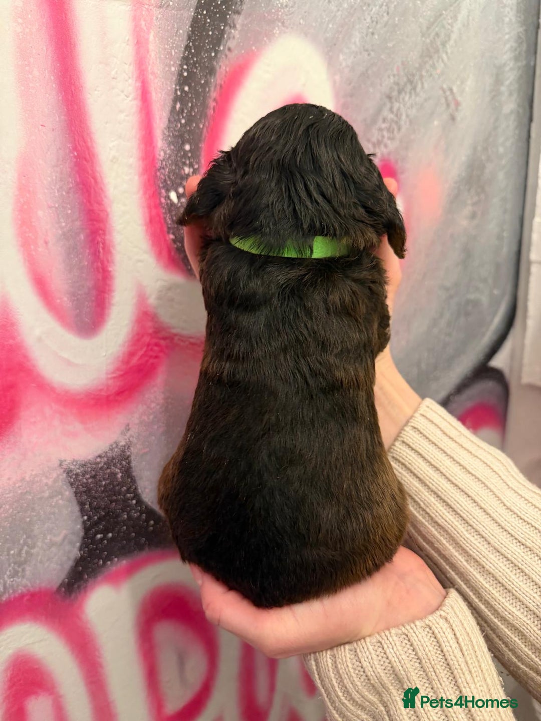 Cockapoo dogs for sale: *STUNNING F1 COCKAPOO PUPPIES* - Advert 14