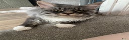 Maine Coon cats for sale: 1 year old male Maine coon - Advert 1